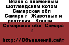 Вязка с племенным шотландским котом - Самарская обл., Самара г. Животные и растения » Кошки   . Самарская обл.,Самара г.